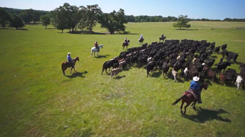 Cattle Drive aerial wide 3 Stock Footage