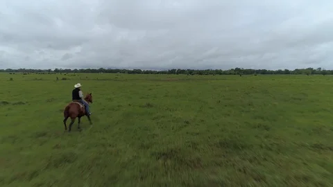 Cattle Drive Cowboy Stock Footage 129960253