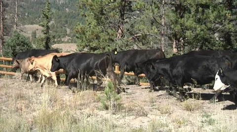 Cattle Drive Cows Only Stock Footage