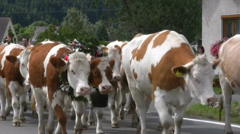 Cattle drive down from Alps, Austria Video stock 849284