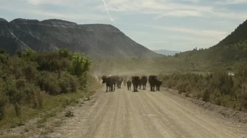 Cattle Drive Stock Footage 21018864