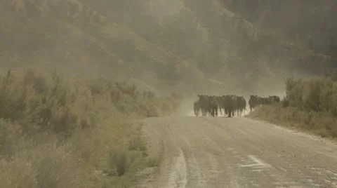 Cattle Drive Stock Footage 21020687