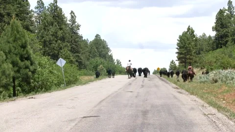 Cattle Drive Stock Footage 132623543