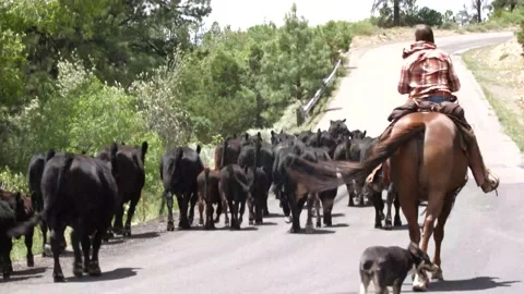 Cattle Drive Stock Footage 132623829