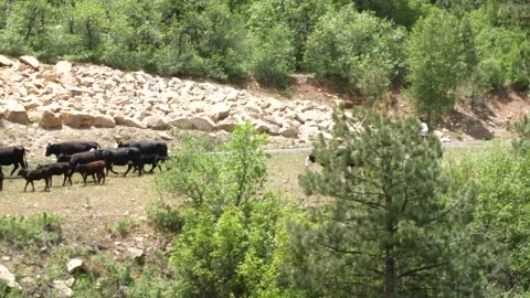 Cattle Drive Stock Footage 132623972