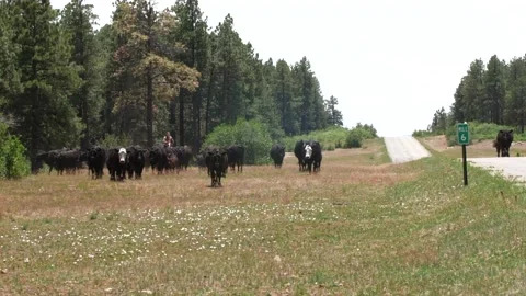 Cattle Drive Stock Footage 132651290