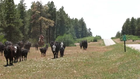 Cattle Drive Stock Footage 132651351