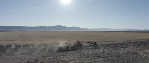Cattle Drive Stock Footage 238405626