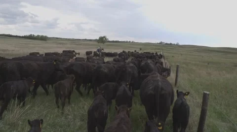 Cattle Drive Herding Stock Footage 55267318