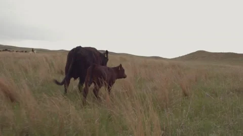 Cattle Drive Herding Stock Footage 55267345