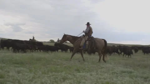 Cattle Drive Herding Horseback Stock Footage 55267357