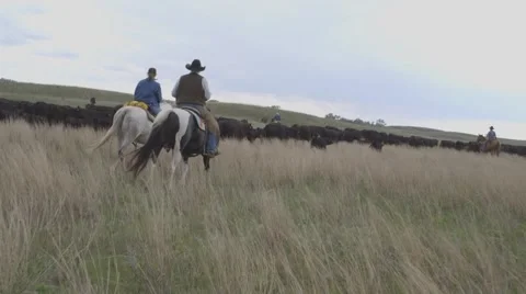 Cattle Drive Herding Horseback Stock Footage 55267366