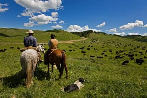 Cattle drive Stock Photos