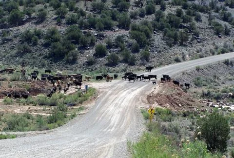 Cattle drive Foto stock
