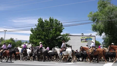 Cattle Drive for the Reno Rodeo Heading to Fair Grounds Stock Footage 246129084