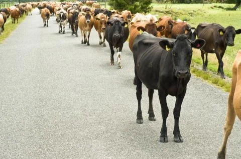 Cattle drive on a road Stock Photos