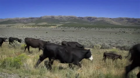 Cattle Drive in the Wild West Stock Footage
