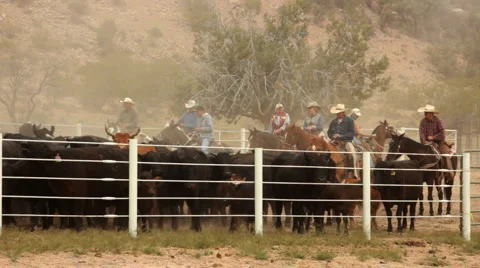 Cattle Driven into Corral 2 Stock-Footage 4732102