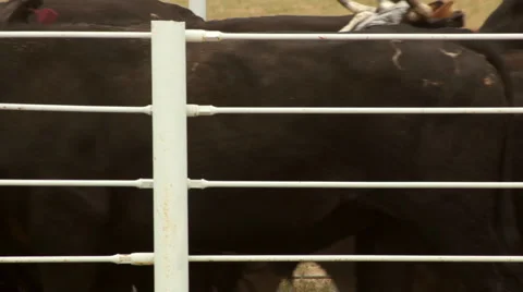 Cattle Driven into Pen 1 CU HD 30P 8s Mono Vidéo 4732252