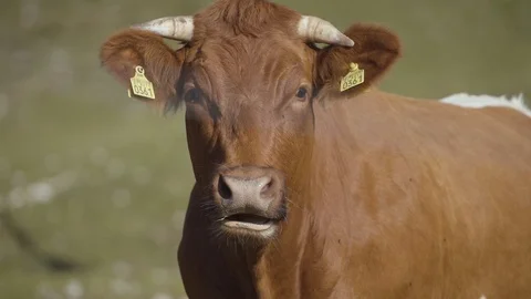 Cattle with ear tag looking at camera in field Video stock 85820768
