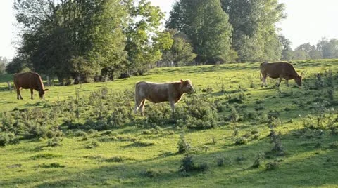 Cattle in the early evening Stock Footage 11136006