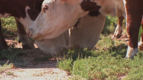 Cattle eat feed cake on ground Stock Footage 30344043