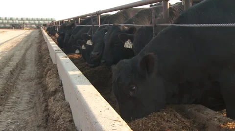 Cattle Eating Feed Stock Footage 57226488