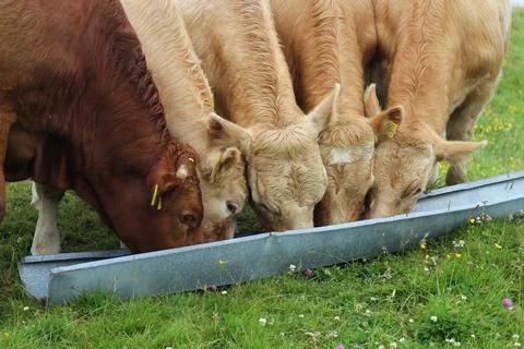 Cattle eating feed from trough Foto stock