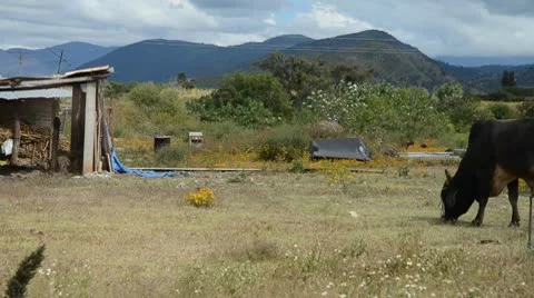 Cattle eating Stock Footage 10734638