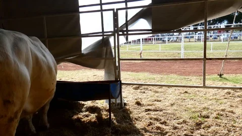 Cattle eating Stock-Footage 120770282