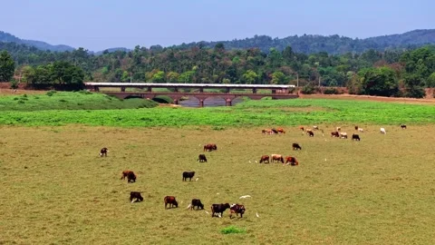 Cattle eating grass with egrets and in background Hardoor Bridge at Anjanageri Vidéo 334821052