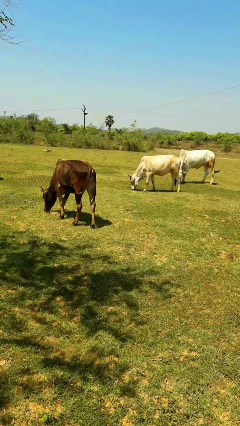 Cattle eating grass in a  river side Video stock 127622189