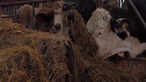 Cattle eating hay over the cold winter months Stock Footage 78307793