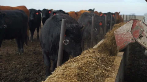 Cattle Eating Hay in Slow Motion (USA) Vídeo Stock 62360448