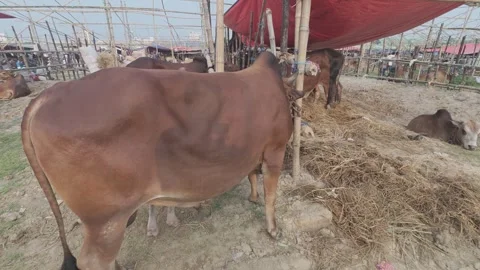 Cattle Eating Inside Shed and Waiting for Sale at Diyabari Eid Market Stock Footage 335367479