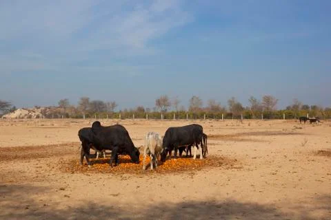 Cattle eating oranges Stock Photos