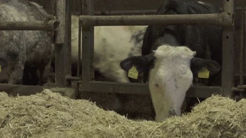 Cattle Eating in Stable Stock Footage 74273556