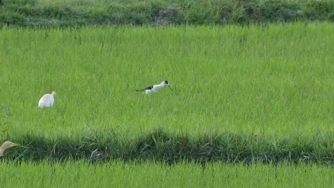Cattle egret and Black-winged stilt birds in paddy field Stock Footage 73756746