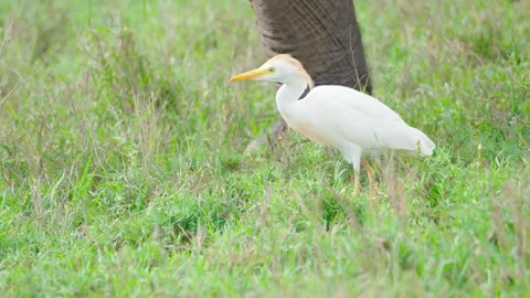 Cattle Egret and Elephant Stock Footage 305124615