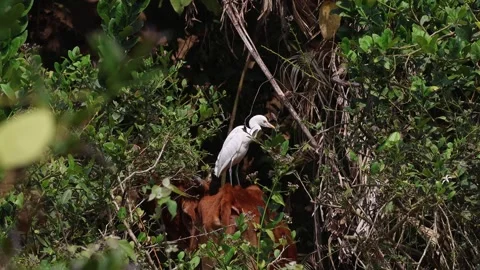 Cattle egret on back of cow. Stockbeeldmateriaal 330197439