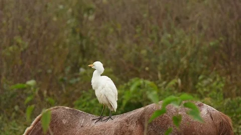 Cattle Egret on back of horse 스톡 동영상 88548398