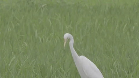 Cattle egret bending to forage in green paddy Stock-Footage 343588182