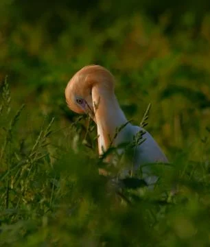 Cattle egret bird Stock Photos