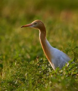 Cattle egret bird Foto stock