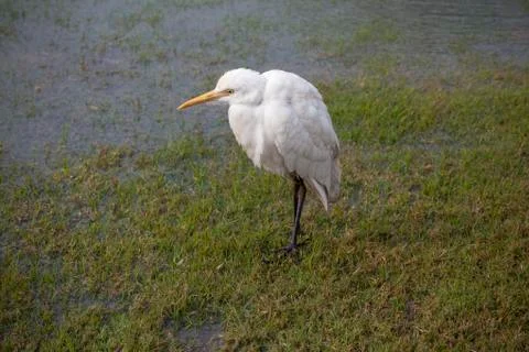 Cattle Egret, Bubulcus ibis in Agra, Uttar Pradesh, India Stock Photos