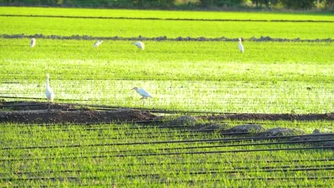 Cattle egret, Bubulcus ibis birds are hunting in the rice field in sunny day 스톡 동영상 246366320