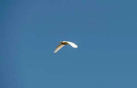 Cattle Egret (Bubulcus ibis) A Cattle Egret (Bubulcus ibis) collecting nes... Stock Photos