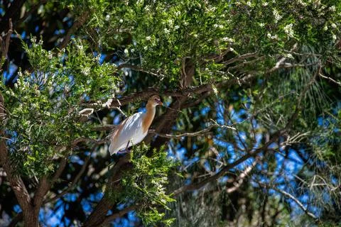 Cattle Egret (Bubulcus ibis) A Cattle Egret (Bubulcus ibis) collecting nes... Stock Photos