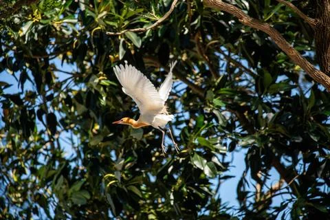 Cattle Egret (Bubulcus ibis) A Cattle Egret (Bubulcus ibis) taking off fro... Stock Photos