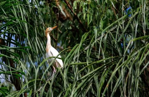Cattle Egret (Bubulcus ibis) A Cattle Egret (Bubulcus ibis) perching on a ... Stock Photos